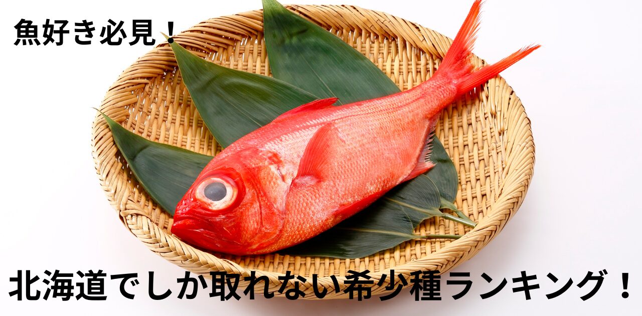 魚　北海道　取れない　ランキング